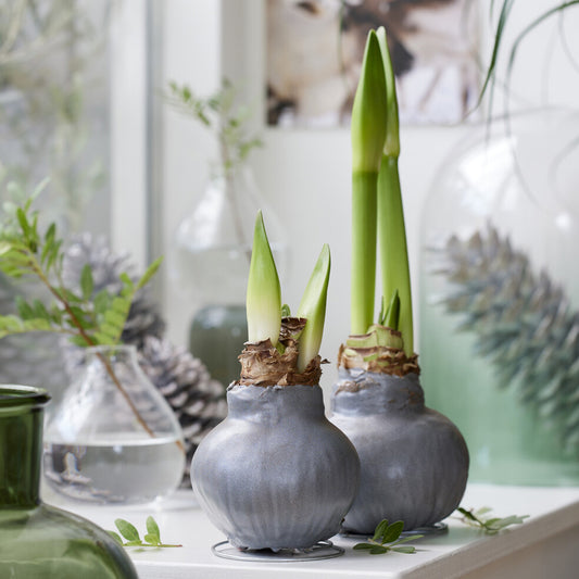 Wax Amaryllis Gloss Silver - Bakker