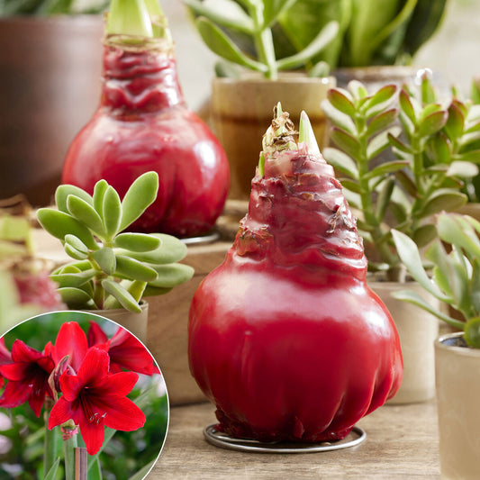 Wax Amaryllis Gloss X Mas Red - Bakker