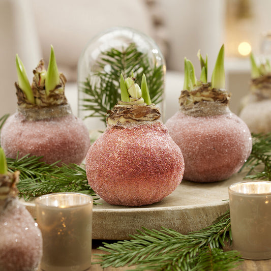 Wax Amaryllis Magic Rosé Gold - Bakker