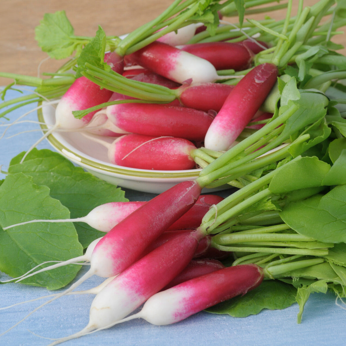 Vente Radis De 18 jours demi-long Bio