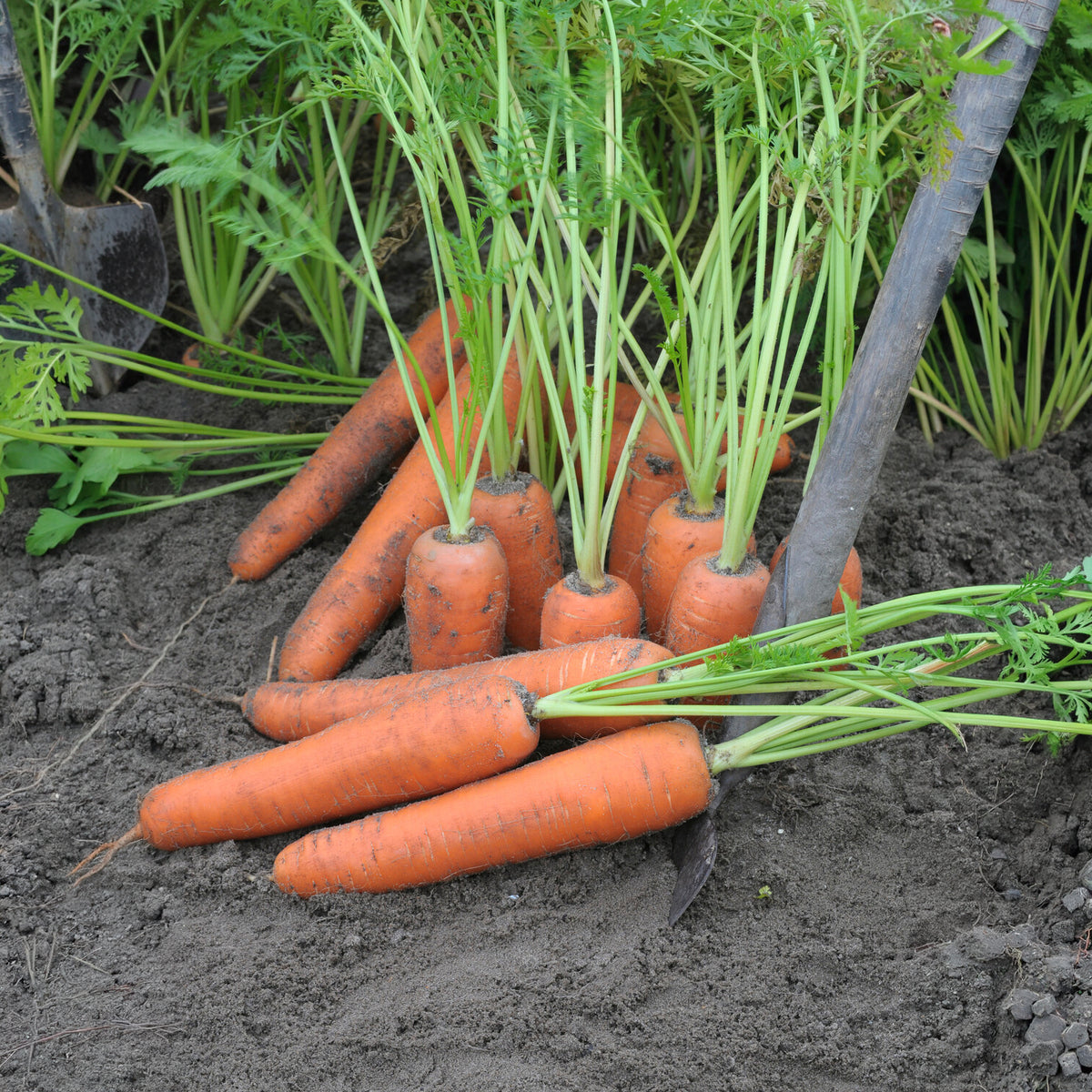 Carotte Flyaway F1 - Daucus carota flyaway f1 - Bakker