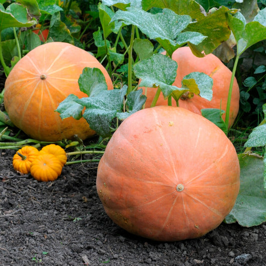 Potiron Atlantic Giant - Bakker