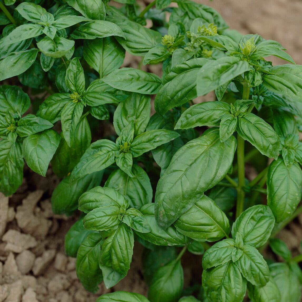 Graines d'aromatiques - Collection d'aromatiques #2 - Collection de 6 aromatiques