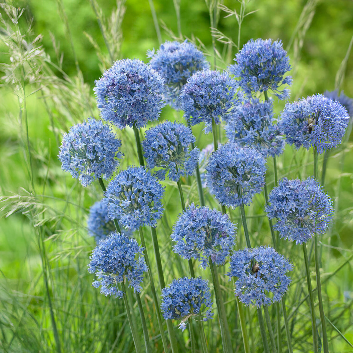 20 Alliums bleus - Bakker