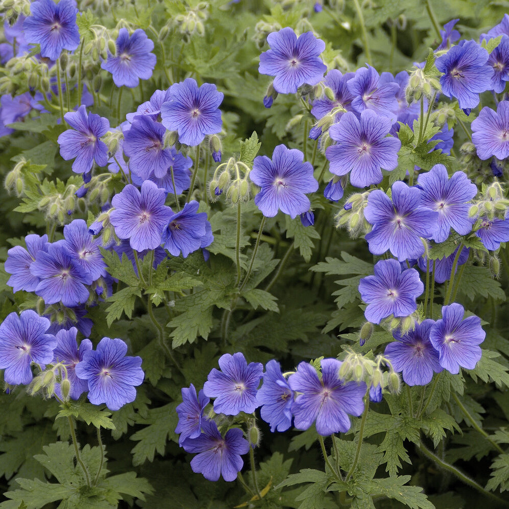 Geranium himalayense - Géranium vivace bleu de l'Himalaya - Géraniums