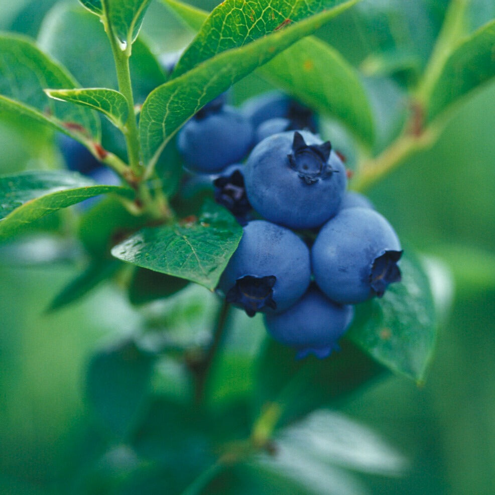 Myrtillers - Myrtillier 'Giant Patriot' - Vaccinium corymbosum Giant Patriot