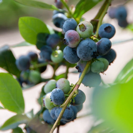 Myrtillier 'Giant Patriot' - Bakker