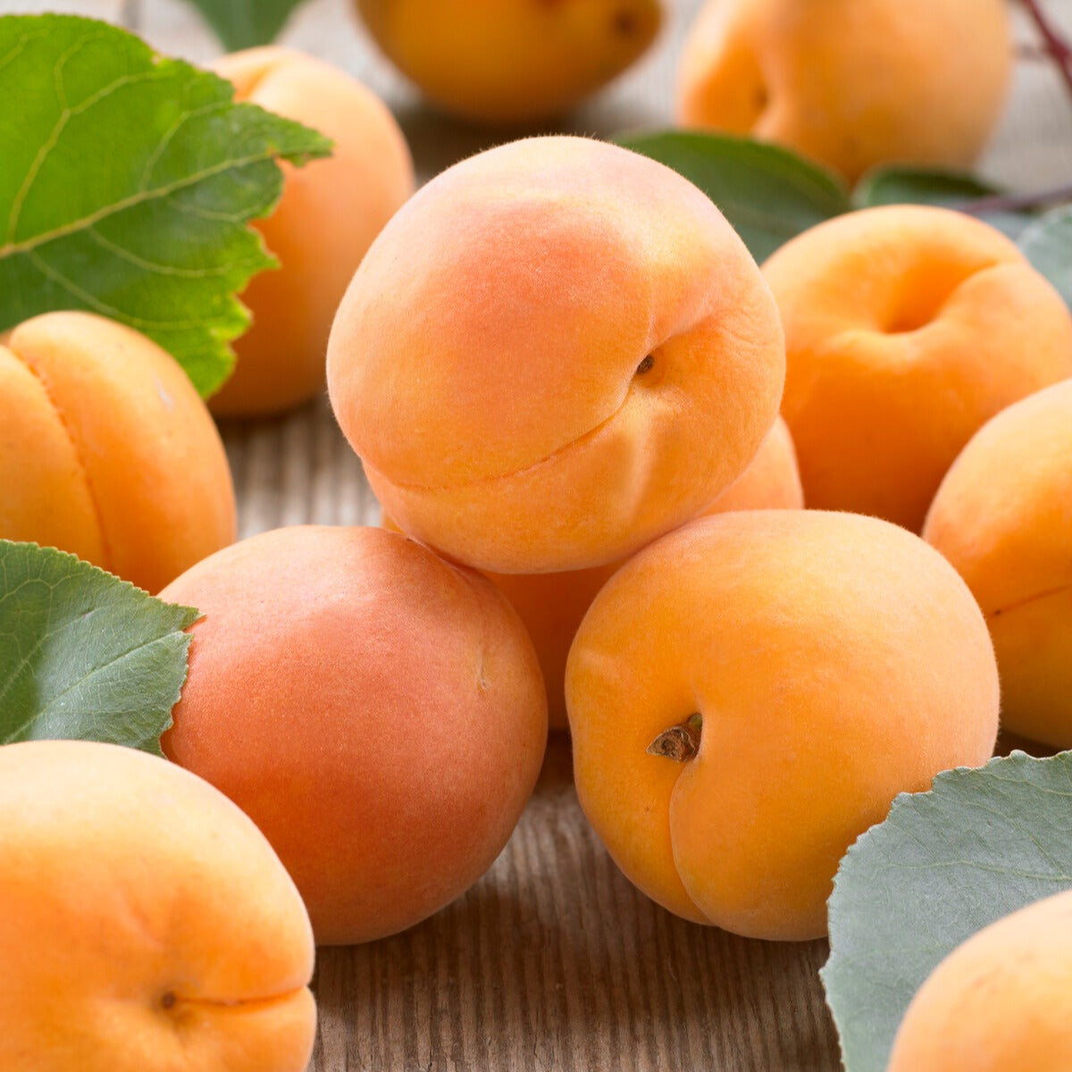 Mini-abricotier - Prunus armeniaca Aprigold - Bakker