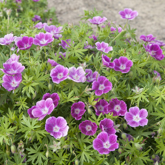 Géranium vivace sanguin Elke - Bakker