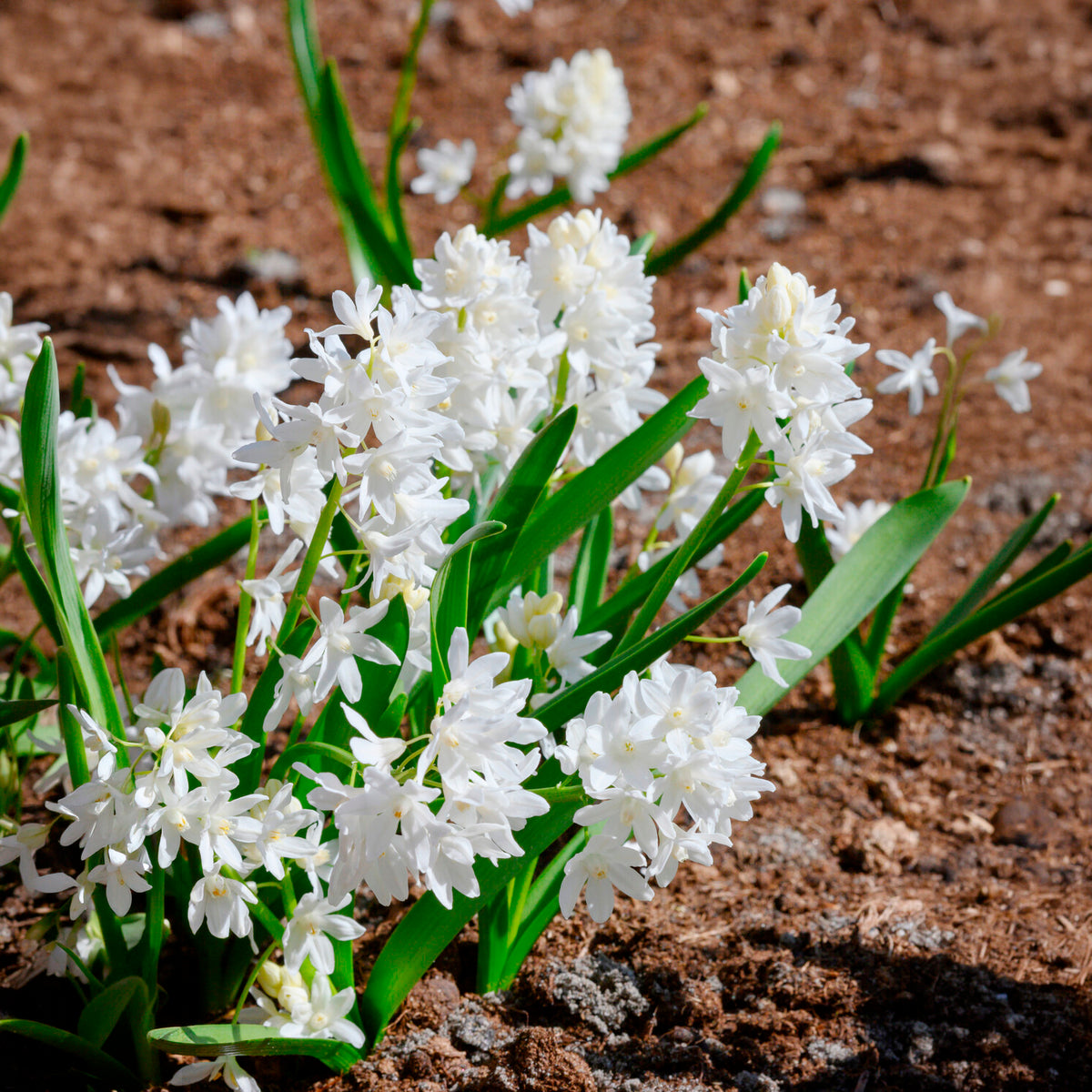 Vente 20 Puschkinia blancs - Puschkinia libanotica alba