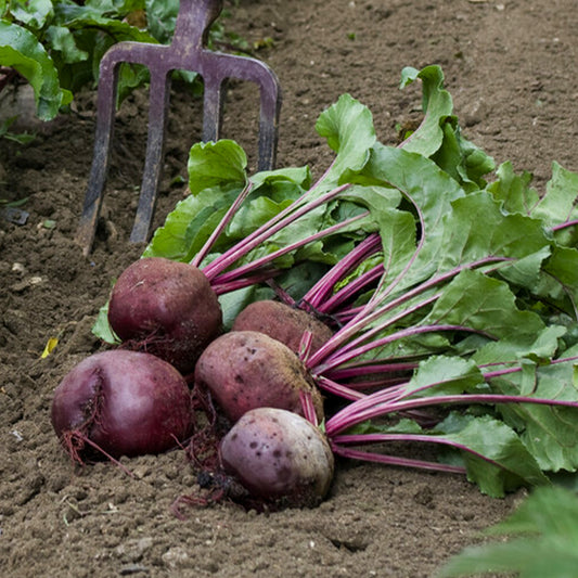 Betterave rouge De Détroit 5 race Loki - Bakker