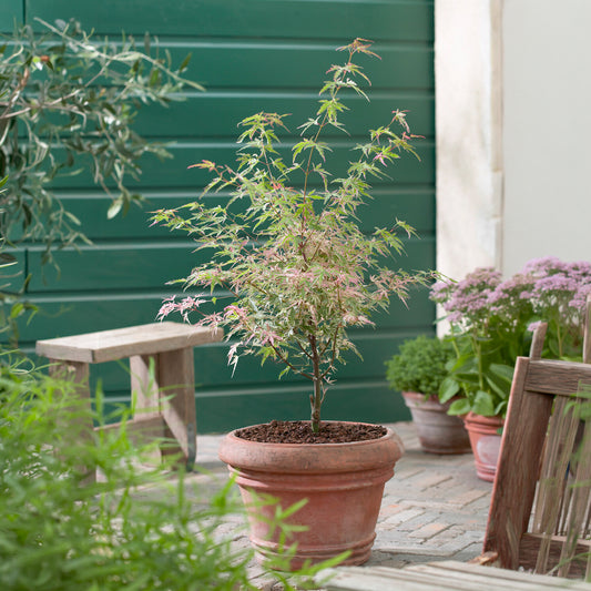 Erable Taylor - Bakker