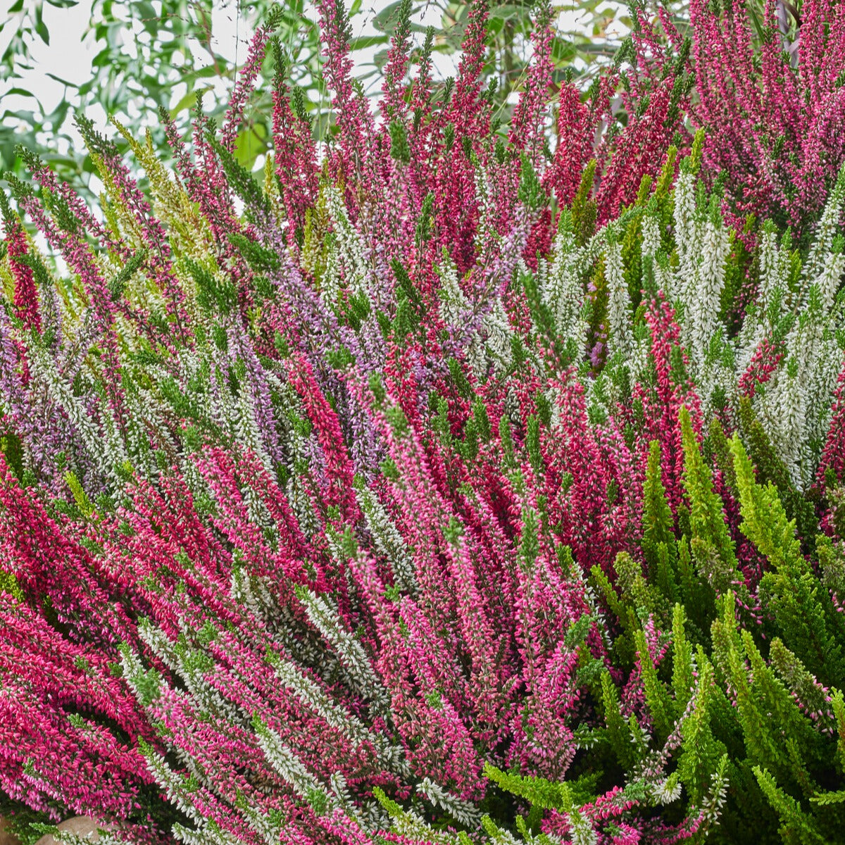 3 bruyères blanche, rouge, rose en mélange - Calluna vulgaris - Bakker