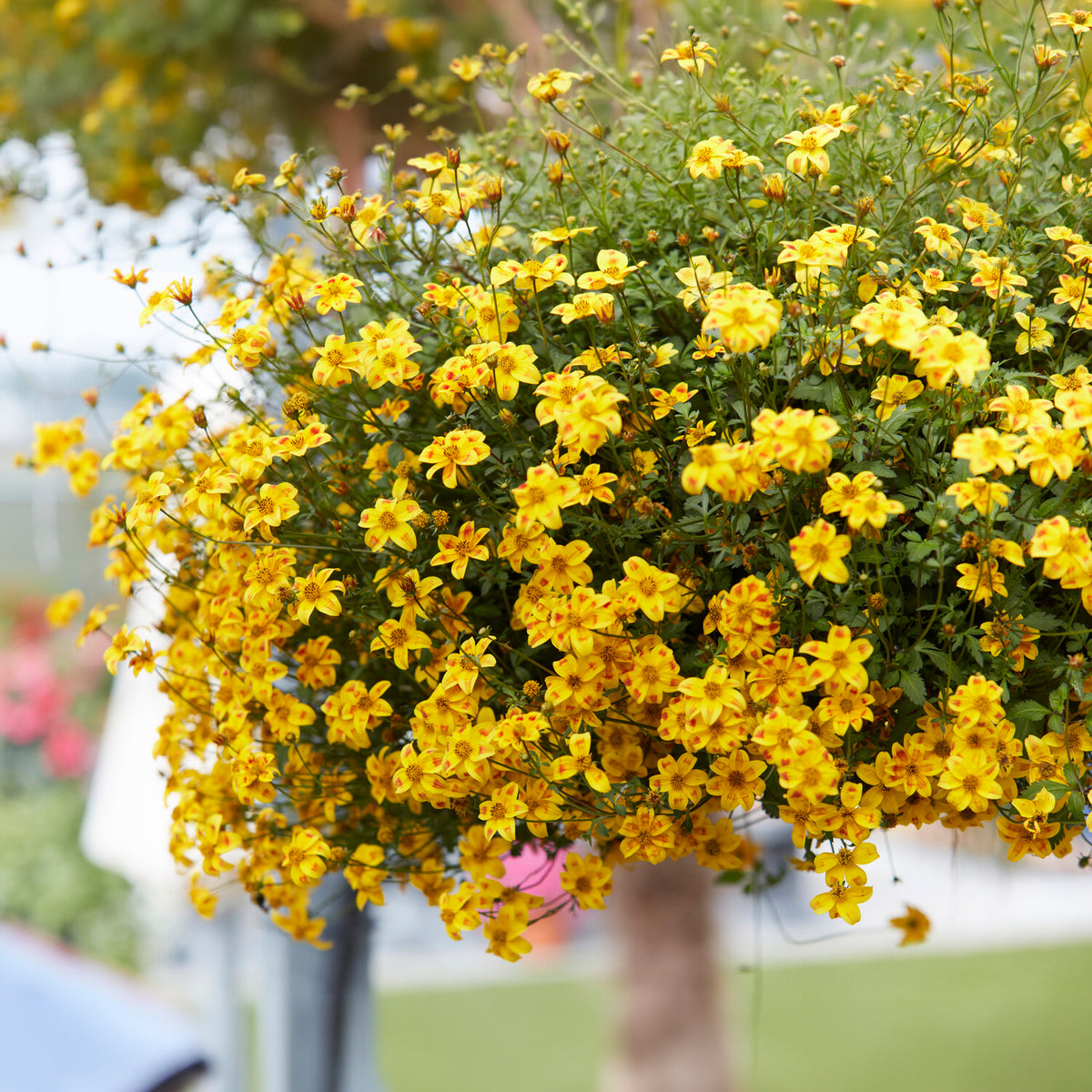 3 Bidens rouge orange - Bakker