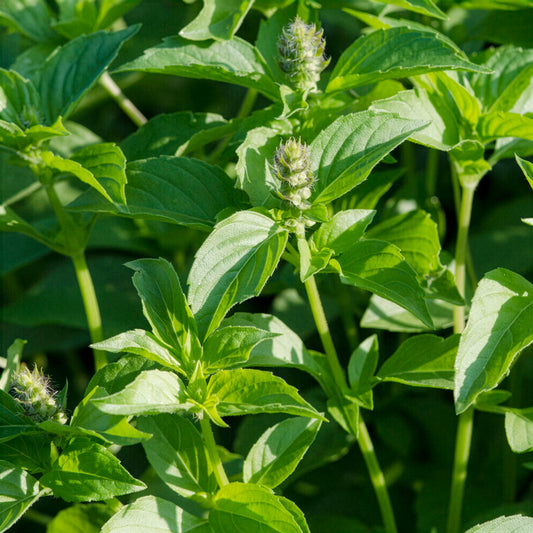 Basilic à l'odeur de citronnelle Mrs. Burns