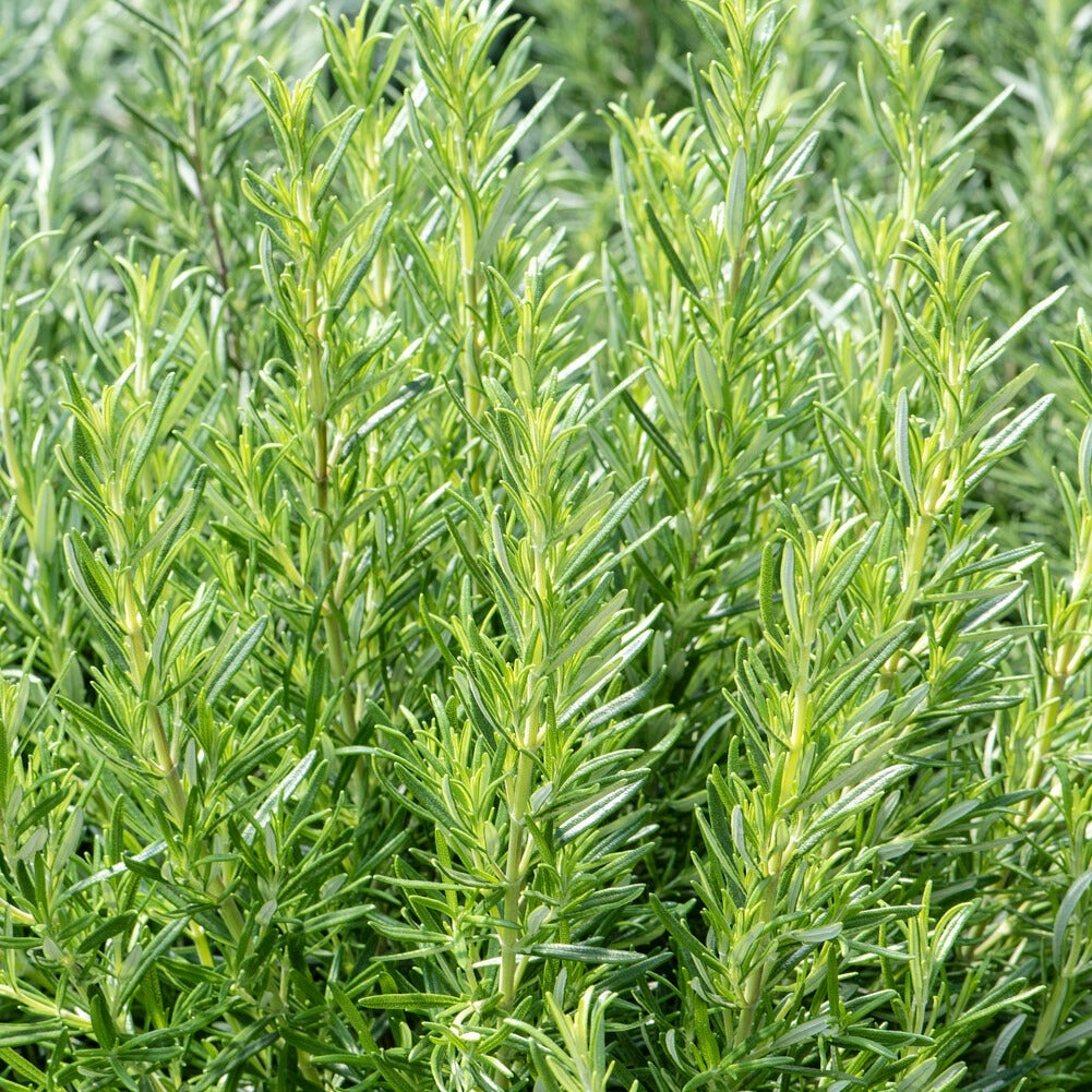 Romarin - Salvia rosmarinus - Bakker