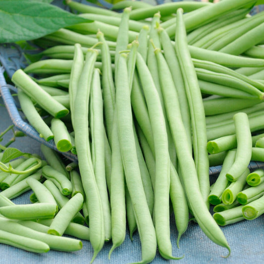 Haricot à rames Cobra - Bakker