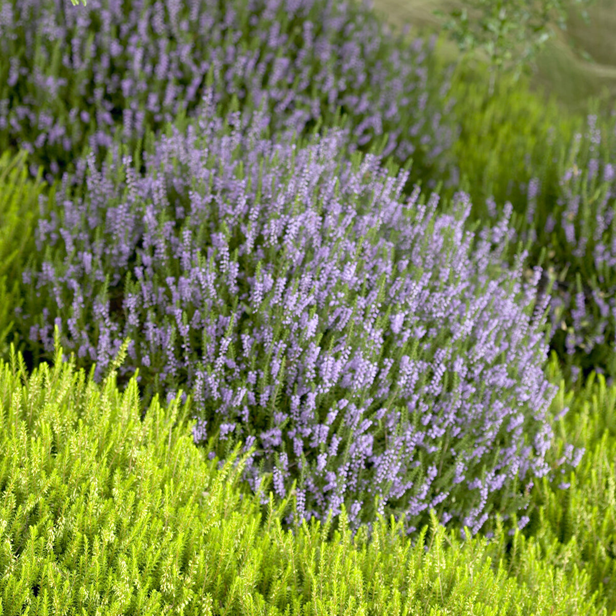 Bruyère d'été Spring Torch - Calluna vulgaris Spring Torch - Bakker