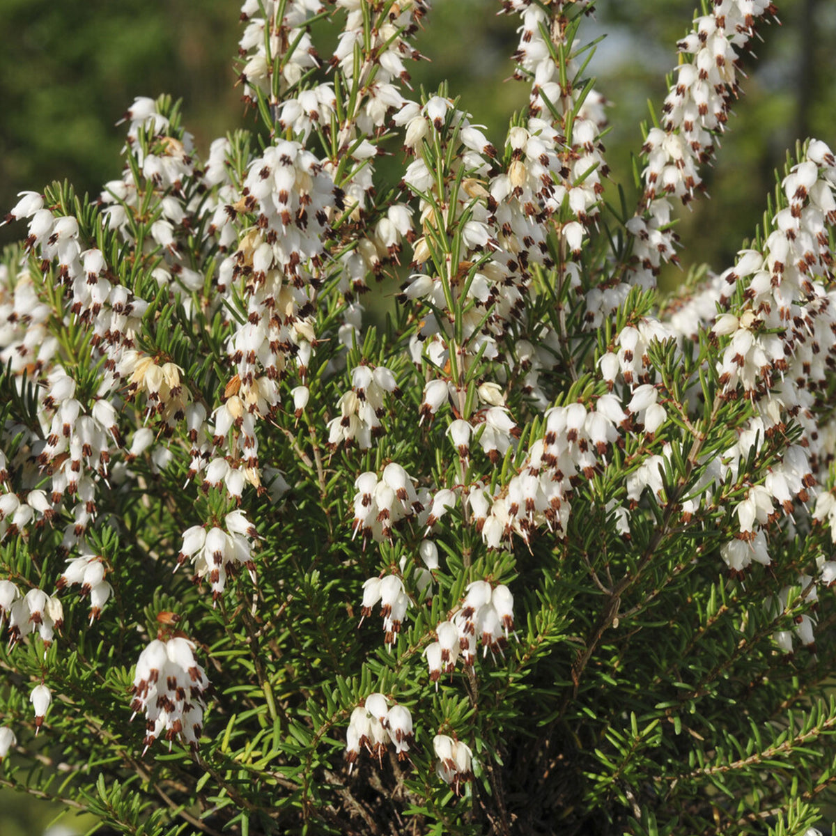 Erica darleyensis white glow - Bruyère d'hiver White Glow - Bruyères