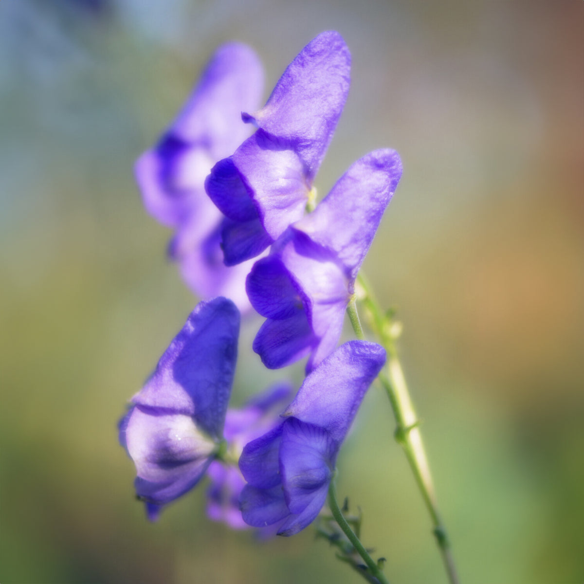 Aconit Casque de Jupiter - Aconitum napellus - Bakker
