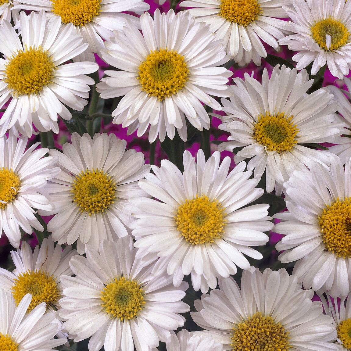 Aster des Alpes Albus - Aster alpinus Albus - Bakker