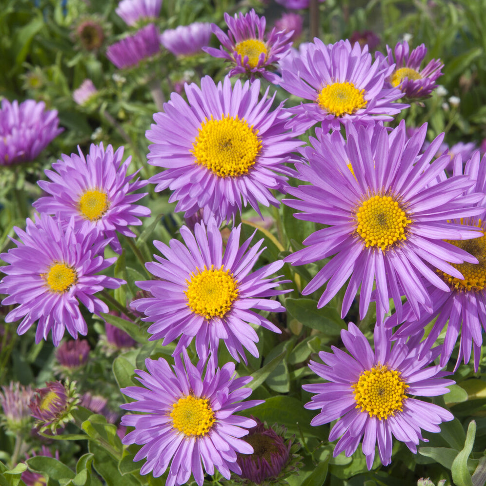 Aster alpinus Happy End - Aster des Alpes Happy End - Aster