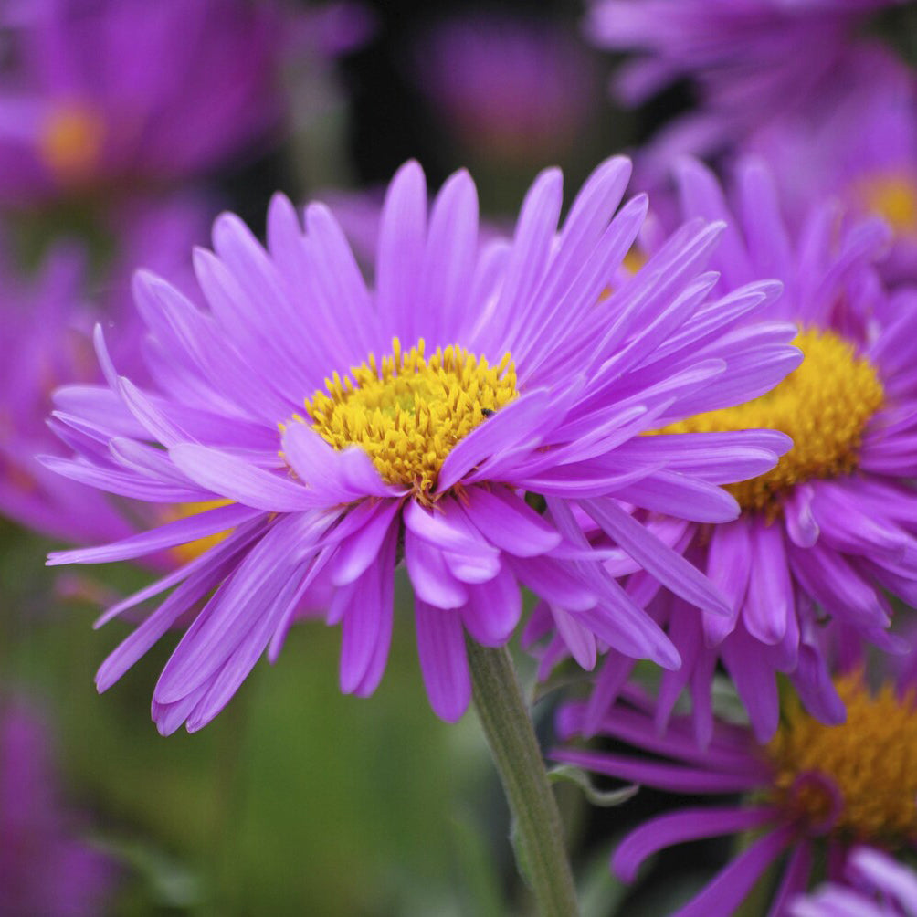 Aster des Alpes Happy End - Aster alpinus Happy End - Bakker