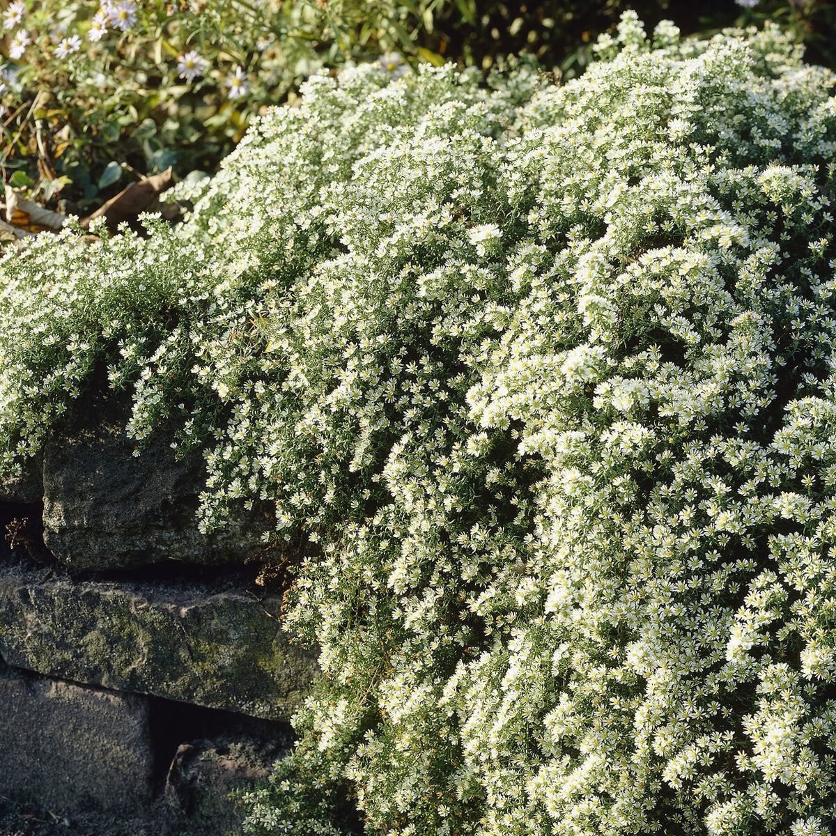 Aster - Aster éricoïde Snowflurry - Aster ericoides Snowflurry