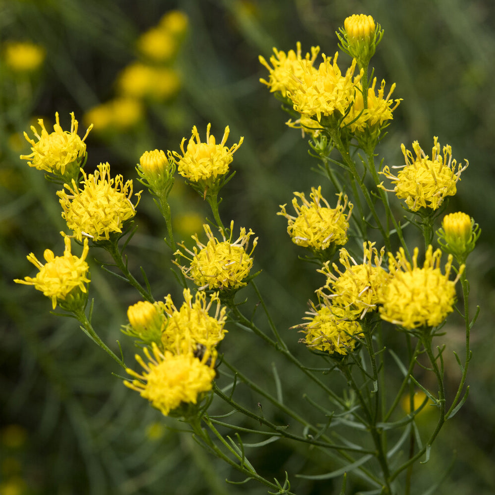 Aster linosyris - Bakker