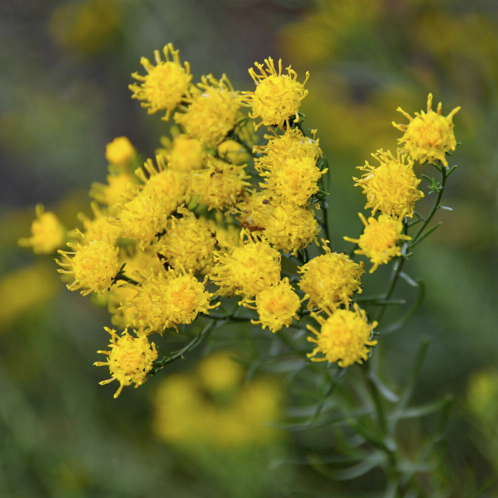 Aster linosyris - Aster linosyris - Aster