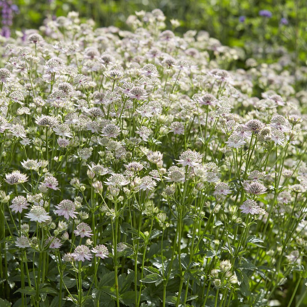 Grande astrance Florence - Astrantia major Florence - Bakker
