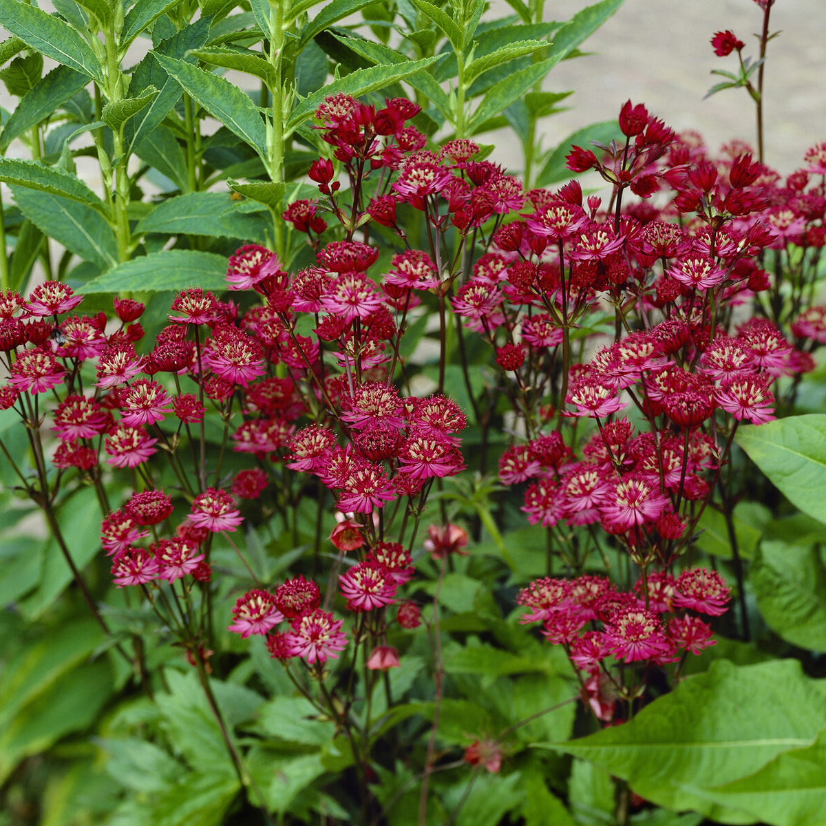 Grande astrance Ruby Wedding - Bakker
