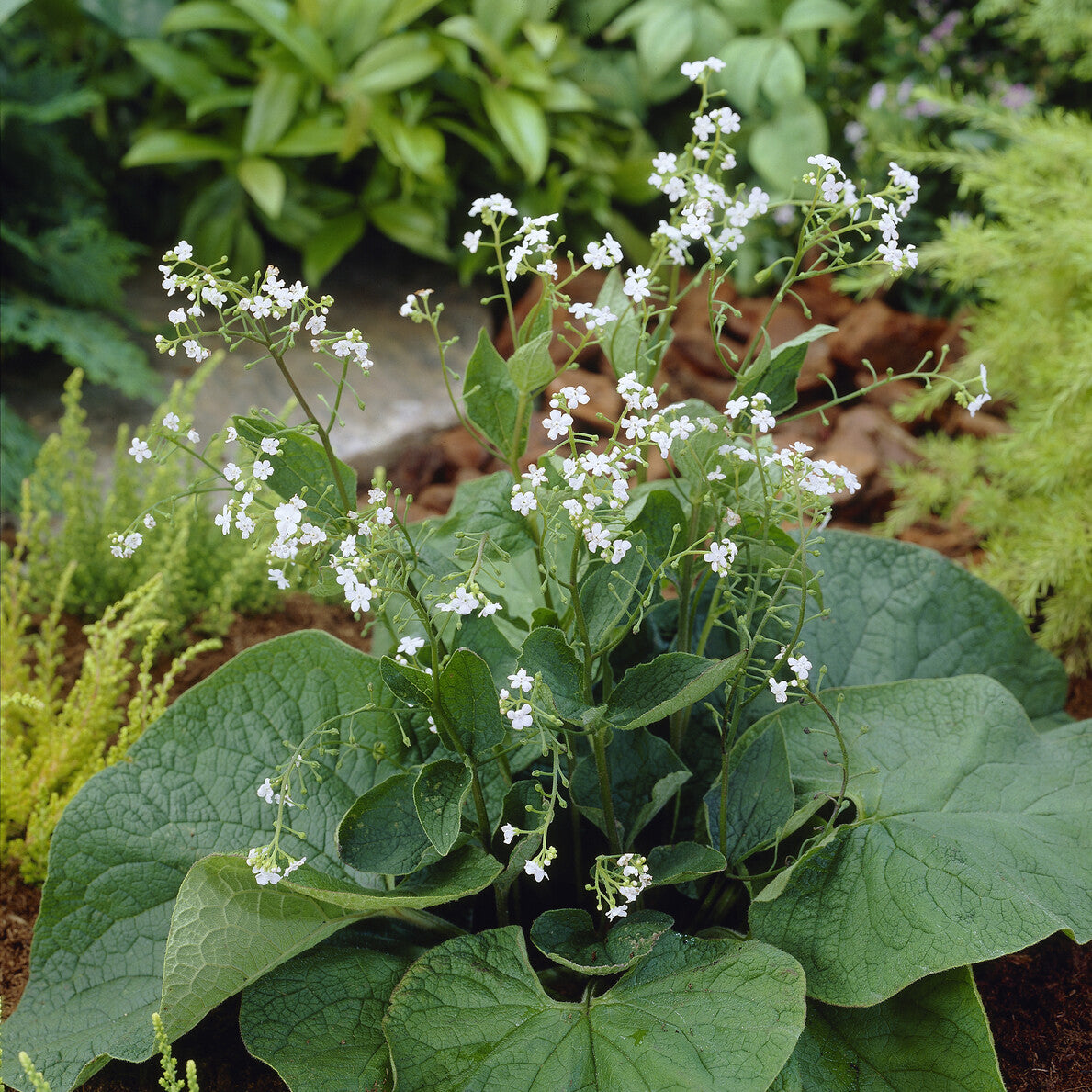 Myosotis du Caucase Betty Bowring - Bakker