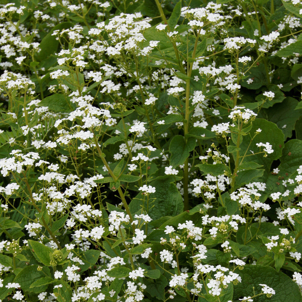 Myosotis du Caucase Betty Bowring - Brunnera macrophylla Betty Bowring - Bakker