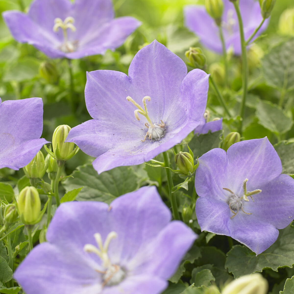Campanule des Carpates Blaue Clips - Campanula carpatica Blaue Clips - Bakker
