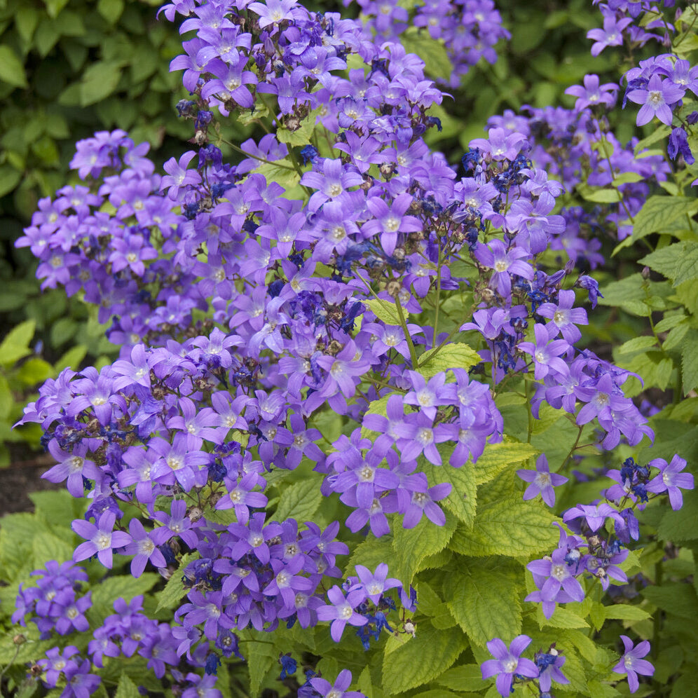 Campanule laiteuse Prichards Variety - Bakker