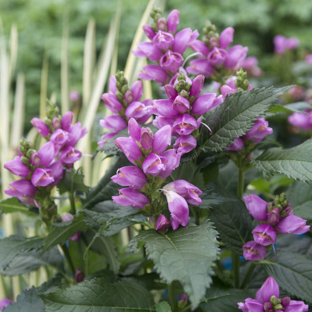 Chelone obliqua - Galane oblique Alba - Plantes vivaces