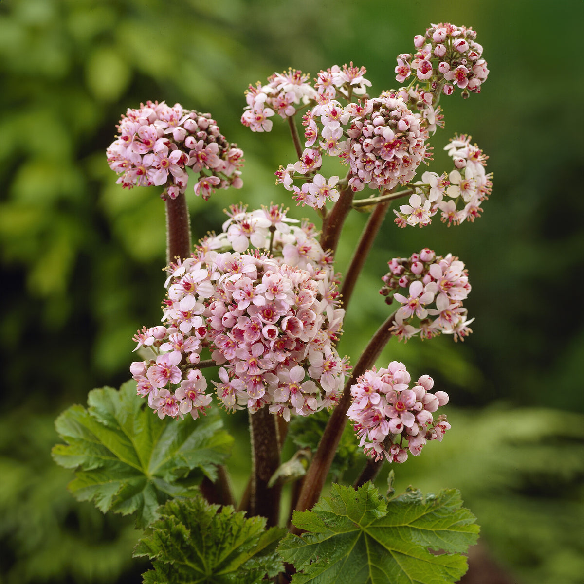 Saxifrage pelté - Darmera peltata - Bakker