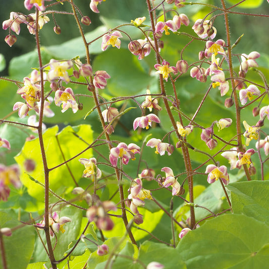 Epimedium pubigerum - Bakker