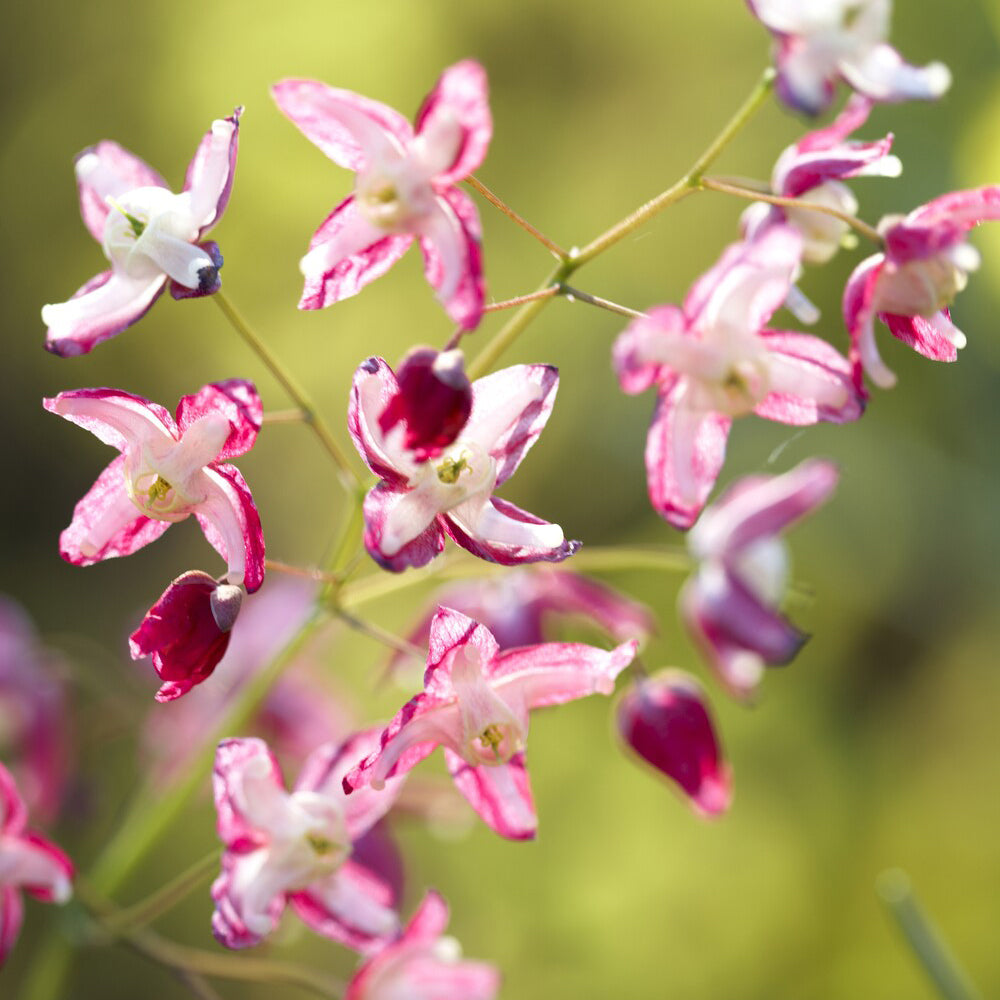 Vente Epimedium rouge