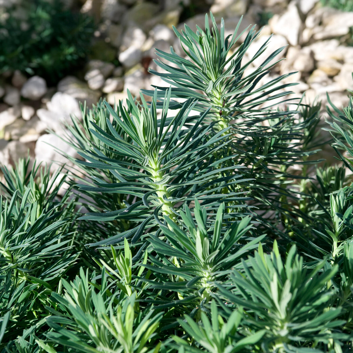 Euphorbe characias Blue Wonder - Euphorbia characias blue wonder - Bakker