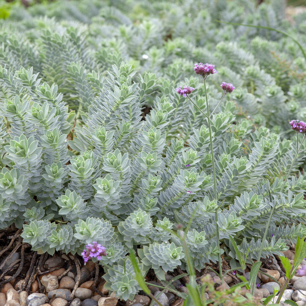 Vente Euphorbe de Corse - Euphorbia myrsinites