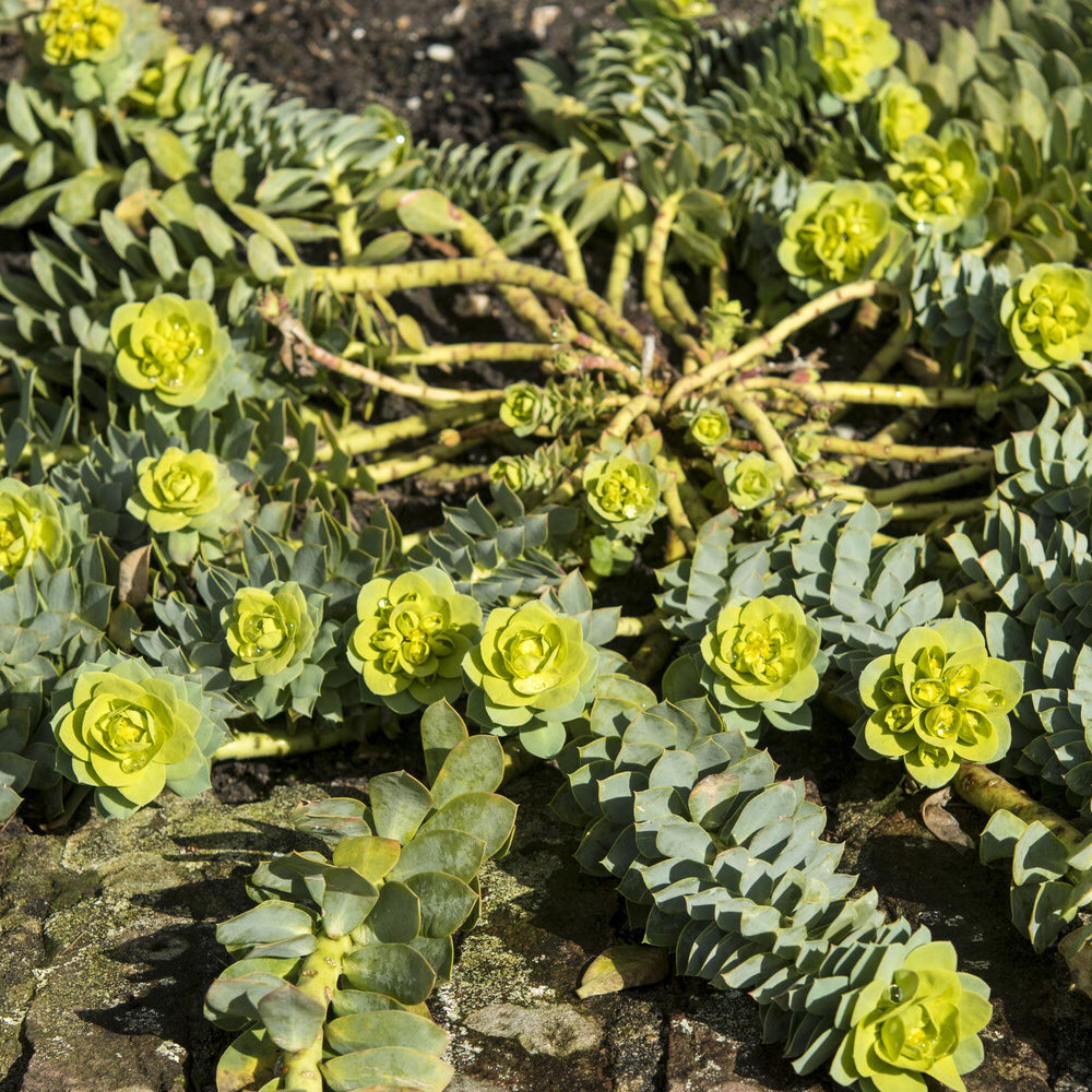 Euphorbe de Corse - Euphorbia myrsinites - Bakker