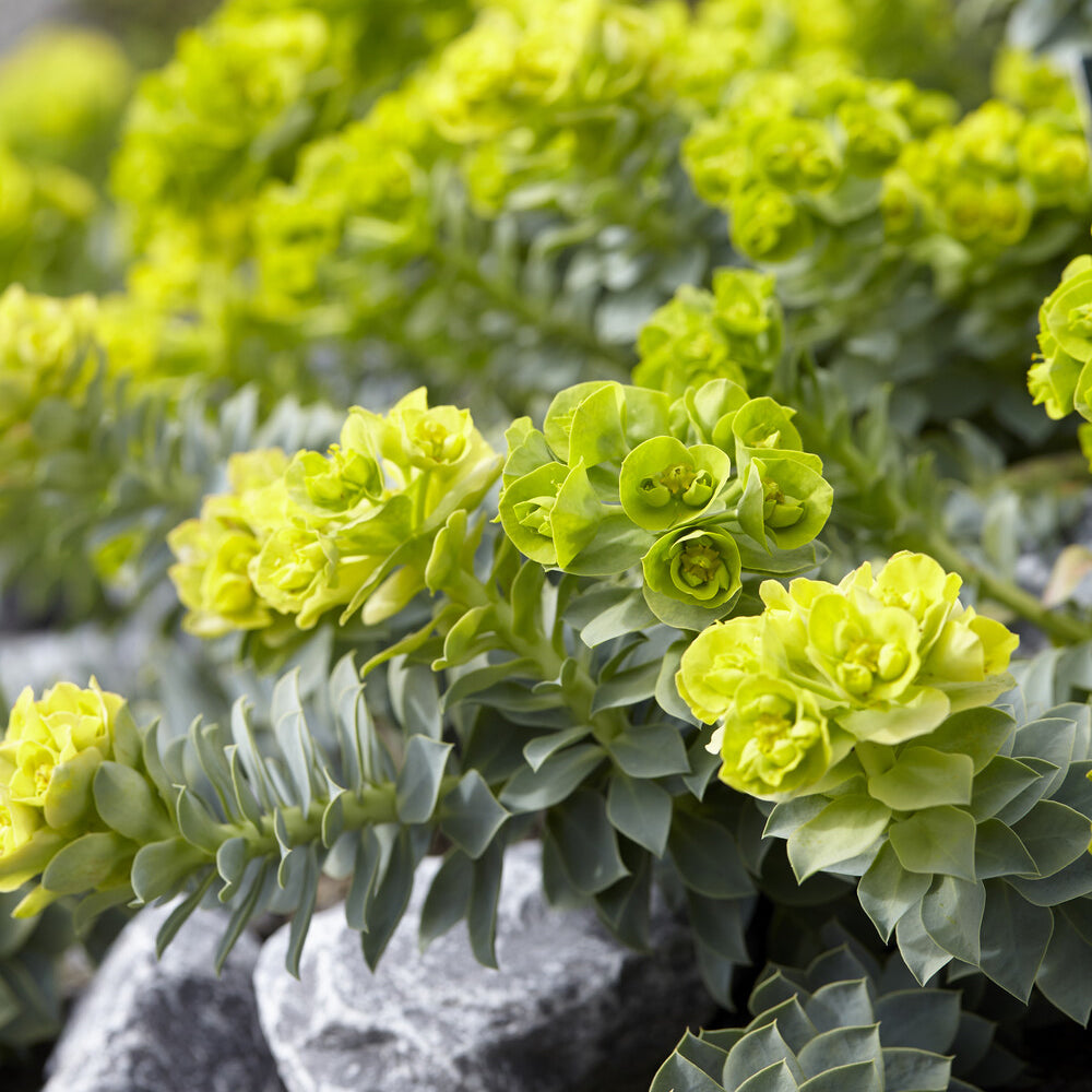 Euphorbia myrsinites - Euphorbe de Corse - Euphorbe