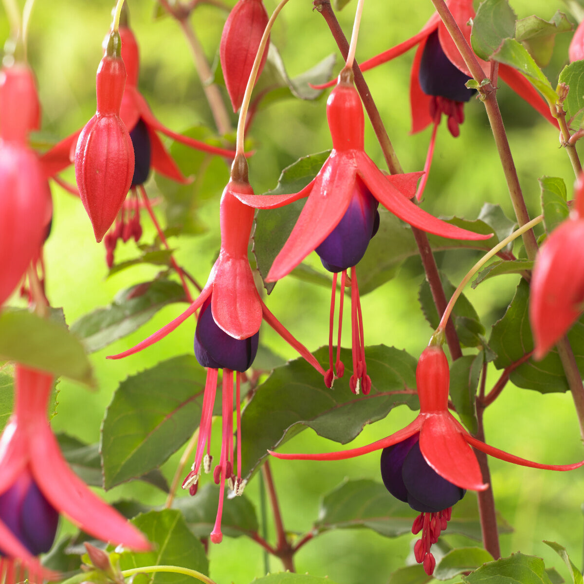 Fuchsia - Fuchsia Mrs Popple - Fuchsia Mrs Popple