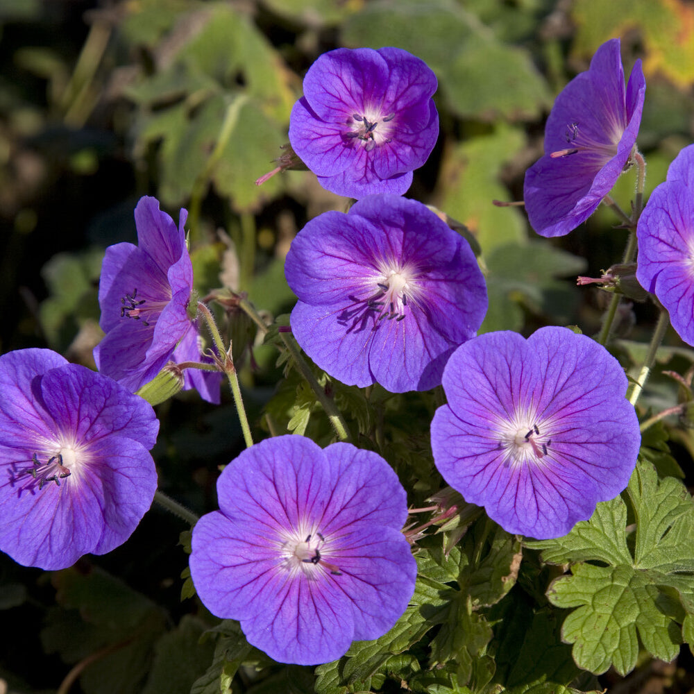 Géranium vivace de l'Himalaya Gravetye - Geranium himalayense Gravetye - Bakker
