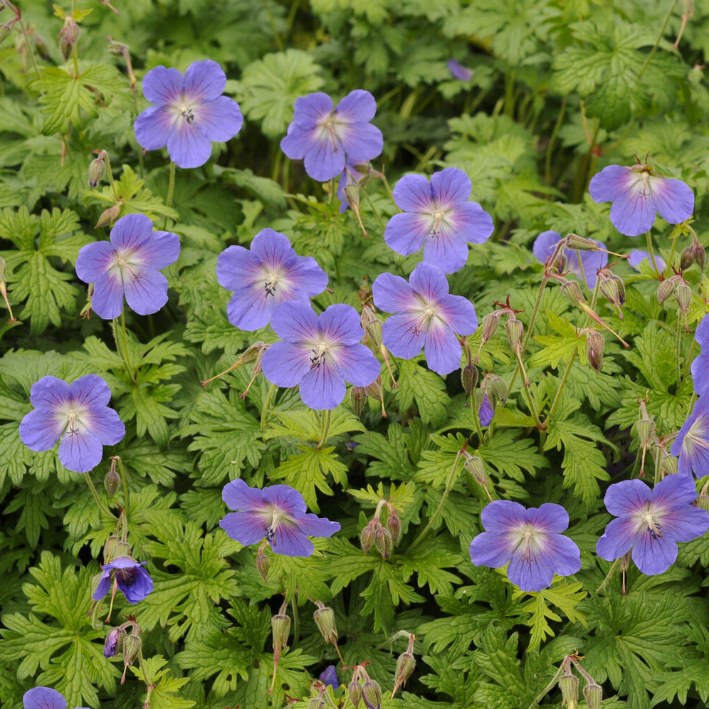 Géranium vivace de l'Himalaya Gravetye - Bakker