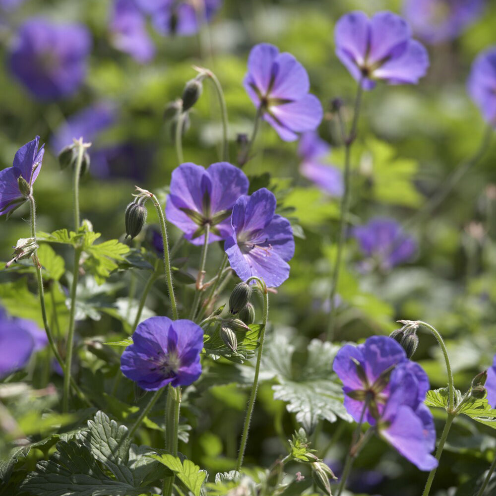 Géraniums - Géranium vivace de l'Himalaya Gravetye - Geranium himalayense Gravetye