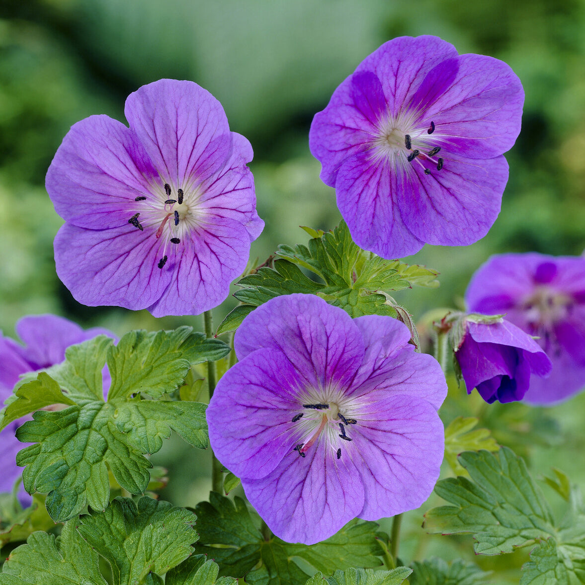 Geranium himalayense Gravetye - Géranium vivace de l'Himalaya Gravetye - Géraniums