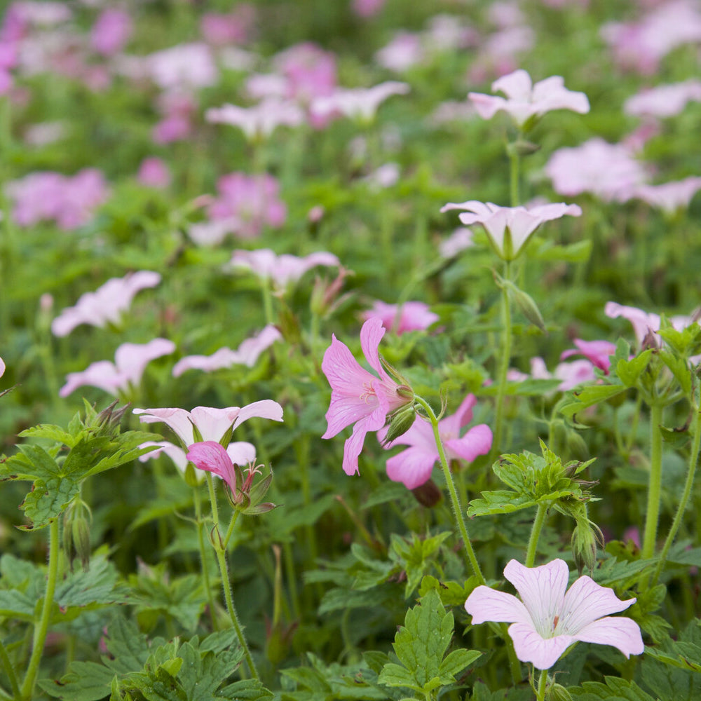 Geranium oxonianum Rose Clair - Géranium vivace Rose Clair - Géraniums